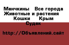 Манчкины - Все города Животные и растения » Кошки   . Крым,Судак